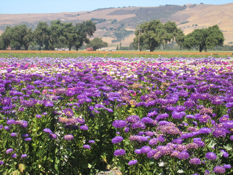 Santa Teresa flowers.jpg